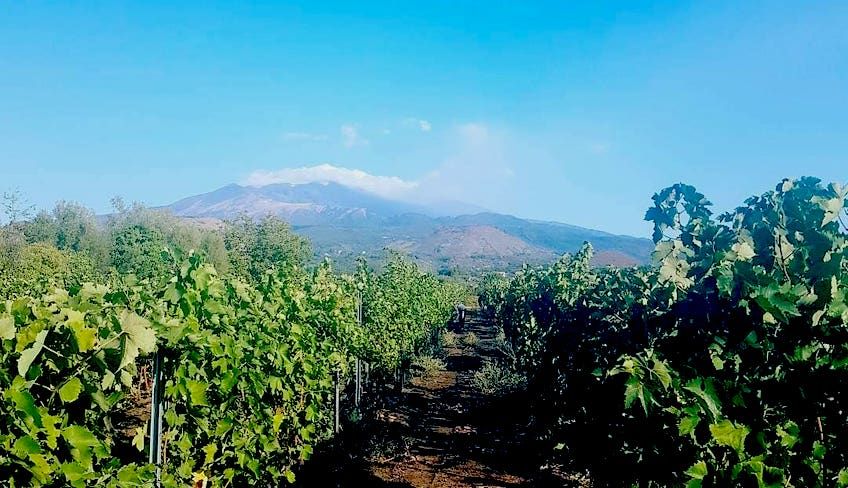 Degustazione vini etna  - Degustazione vini catania