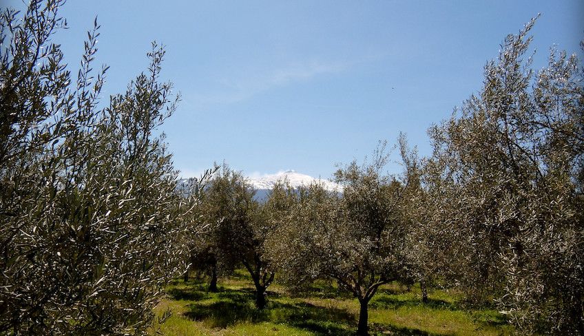 cosa fare alle gole dell alcantara - Degustazione vini etna