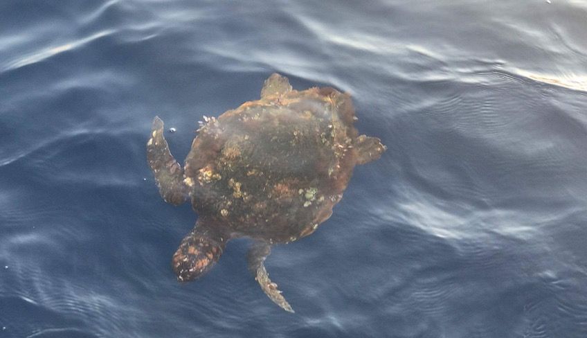 escursione grotta azzurra taormina  - escursioni barca taormina