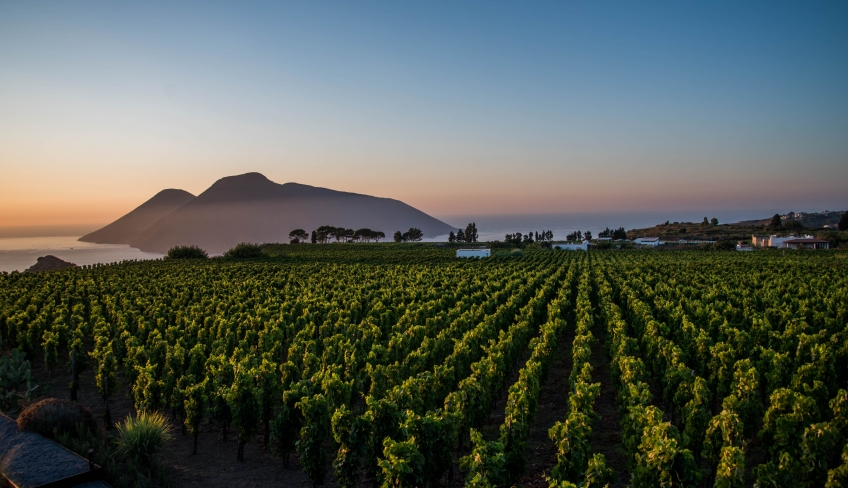 Vista vigna e Vulcano