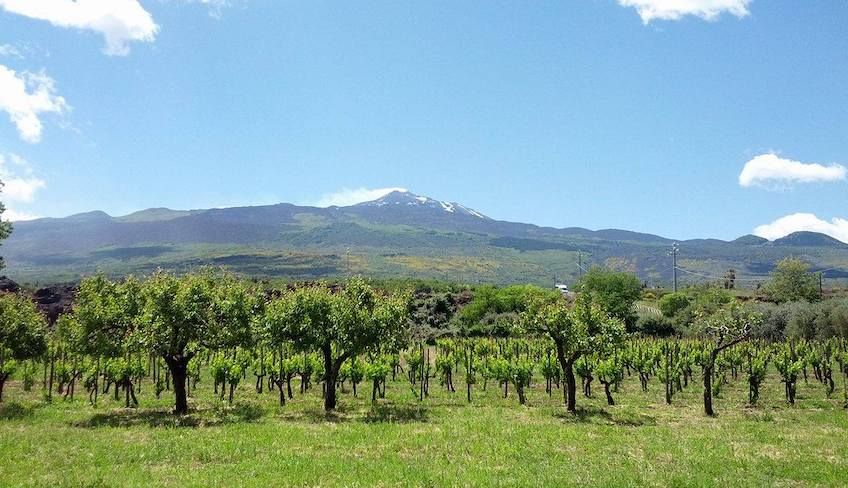 treno dei vini etna - Etna wine tour