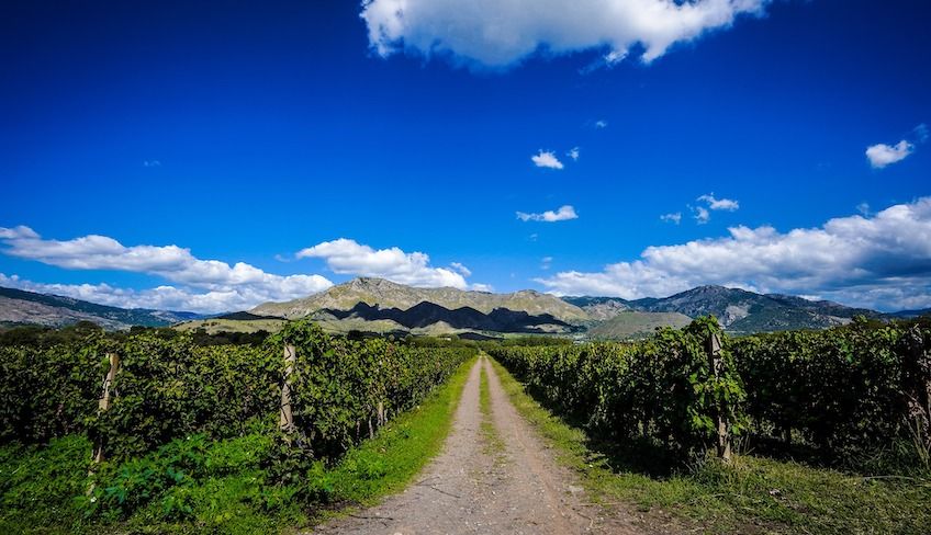 cantine etna da visitare  - aziende vinicole etna 