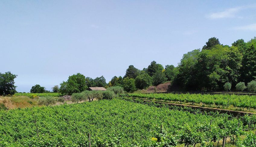 cantine etna da visitare  - aziende vinicole etna 