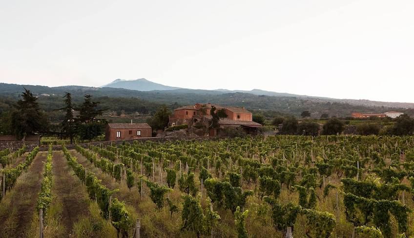 cantine etna da visitare  - aziende vinicole etna 