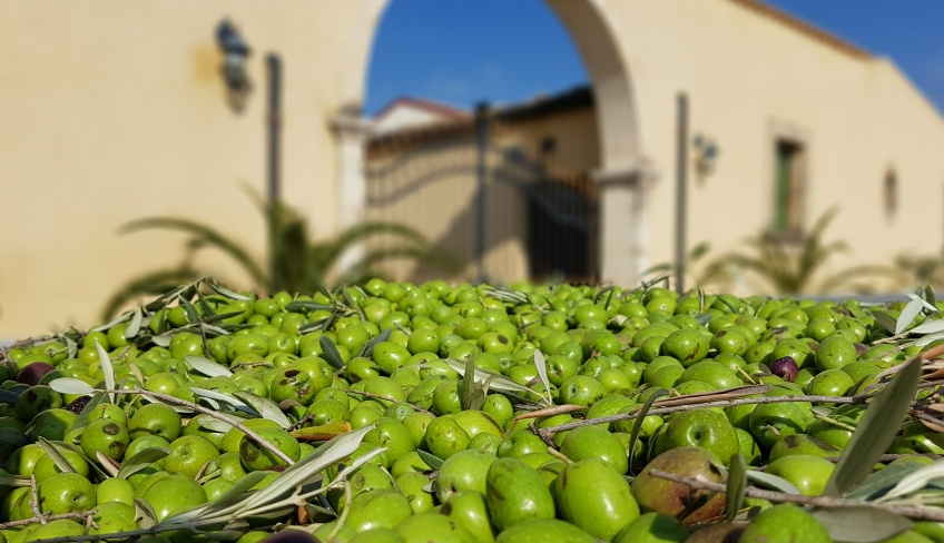 Degustazione in frantoio