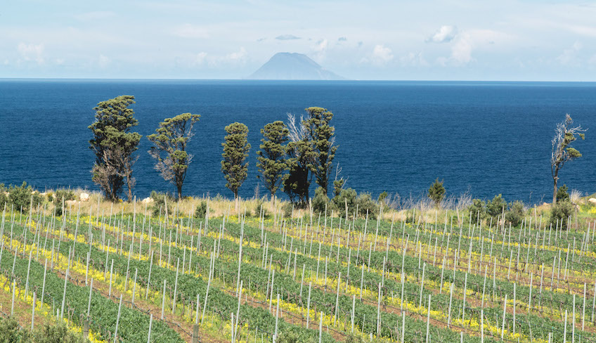 cantina messina vino faro doc degustazione vini sicilia