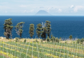 cantina messina - vino faro doc 