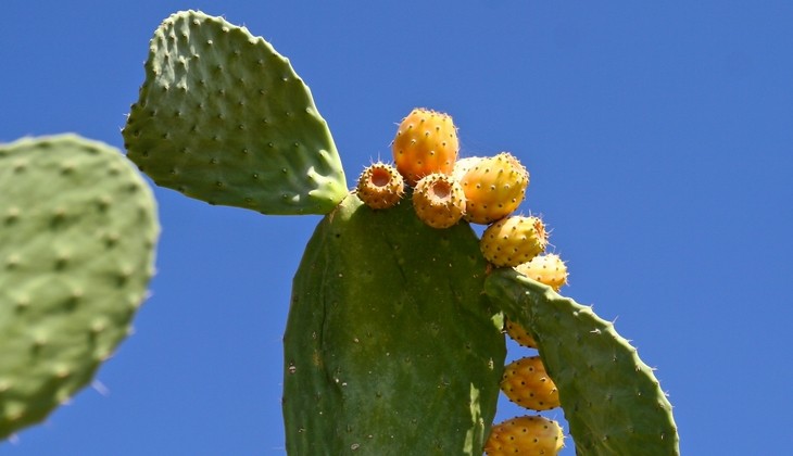 tour enogastronomico sicilia - itinerari trapani