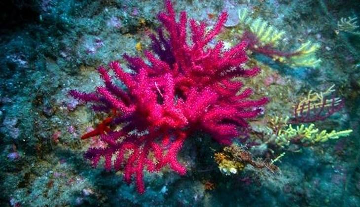 diving taormina - diving messina