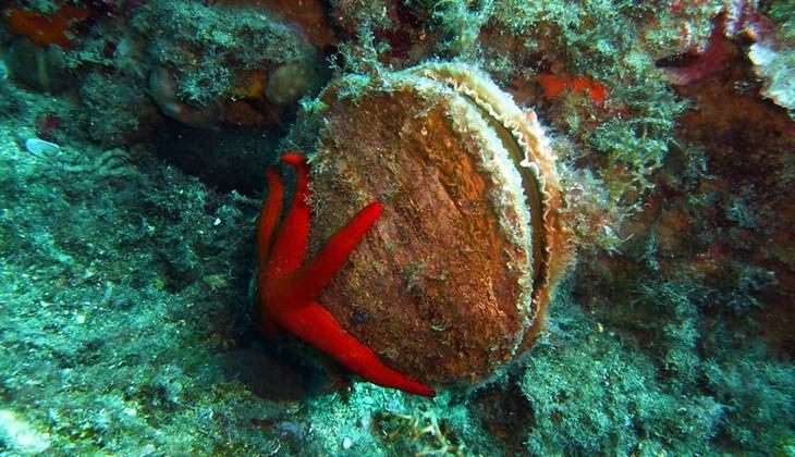 diving taormina - diving messina