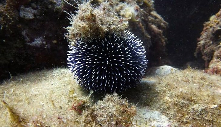 snorkeling sicilia - immersioni taormina