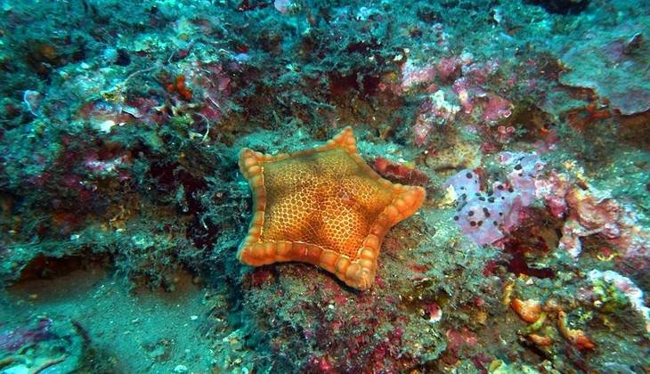 snorkeling sicilia - immersioni taormina