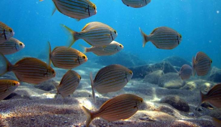 snorkeling sicilia - immersioni taormina