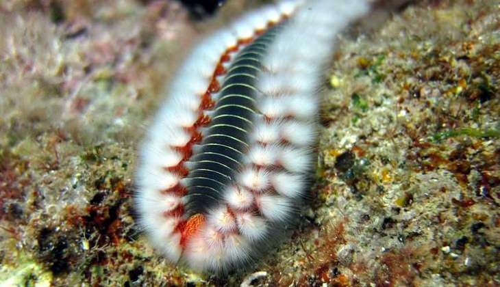 diving taormina - diving messina