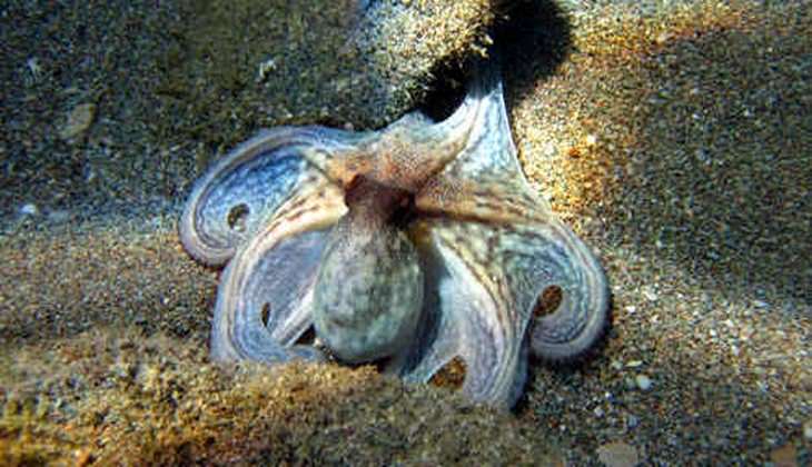 diving taormina - diving messina