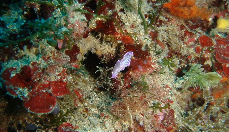 Snorkeling sicilia - diving siracusa