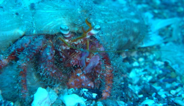 Snorkeling sicilia - diving siracusa