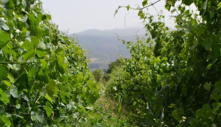 cantine etna - degustazione vini etna