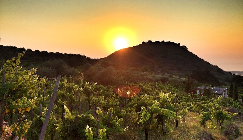 cantine etna - degustazione vini etna