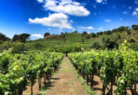 cantine etna - degustazione vini etna 