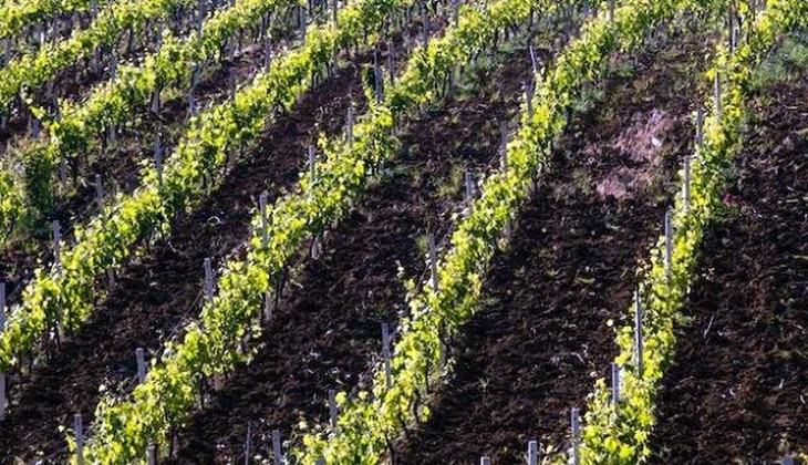 cantine palermo - vini palermo