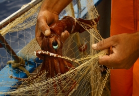 Esperienza di pescaturismo tra Scopello e la Riserva dello Zingaro