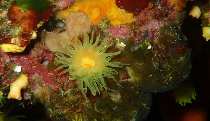 diving sicilia - immersioni in sicilia