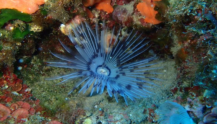 diving sicilia - immersioni in sicilia