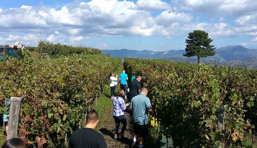 degustazione vini catania - tour enogastronomici sicilia