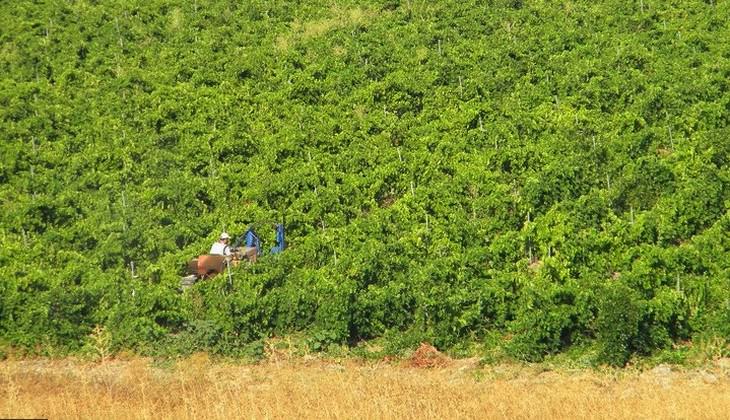 degustazione vini sicilia - tenuta la lumia