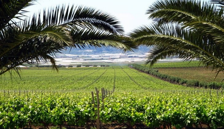 degustazione vini sicilia - tenuta la lumia