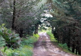 bosco di alcamo - trekking trapani 