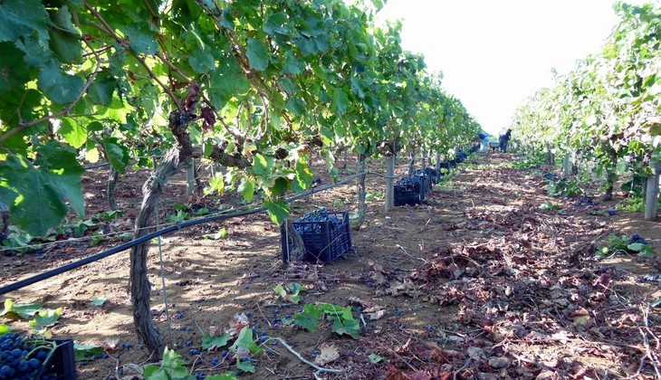 cantine ragusa - aziende vinicole ragusa