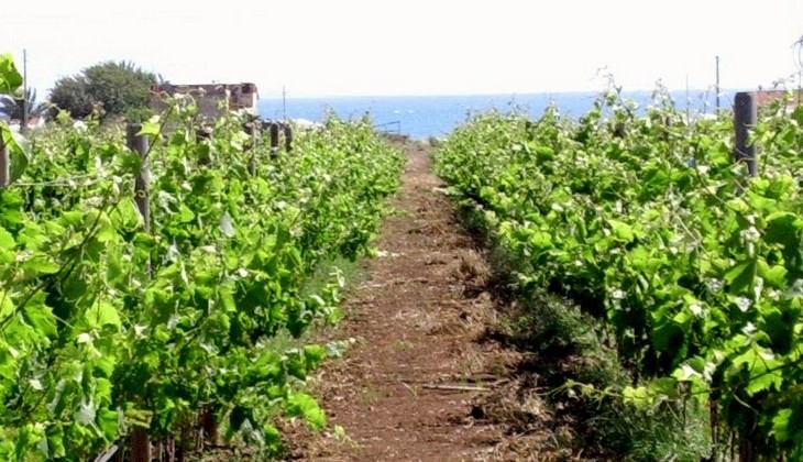 cantine ragusa - aziende vinicole ragusa