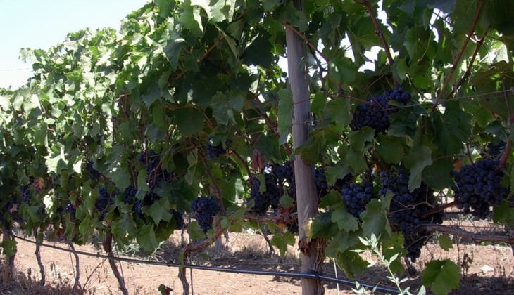 cantine ragusa - aziende vinicole ragusa