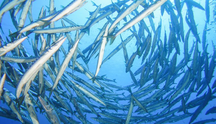 diving trapani - diving marsala