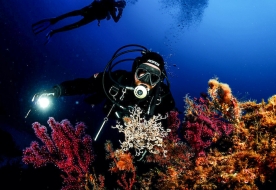 diving trapani - immersioni marettimo 