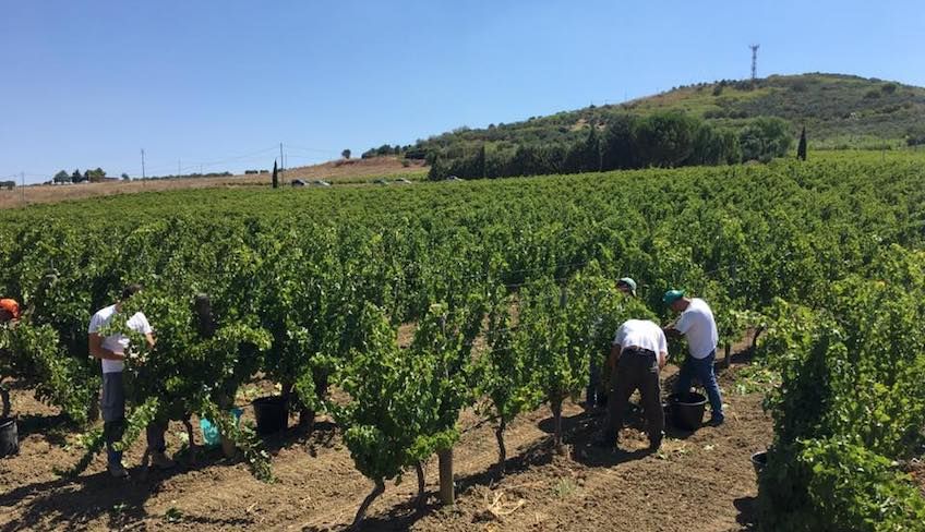 degustazione vini palermo - cantine palermo