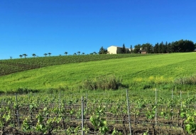 degustazione vini palermo - cantine palermo 