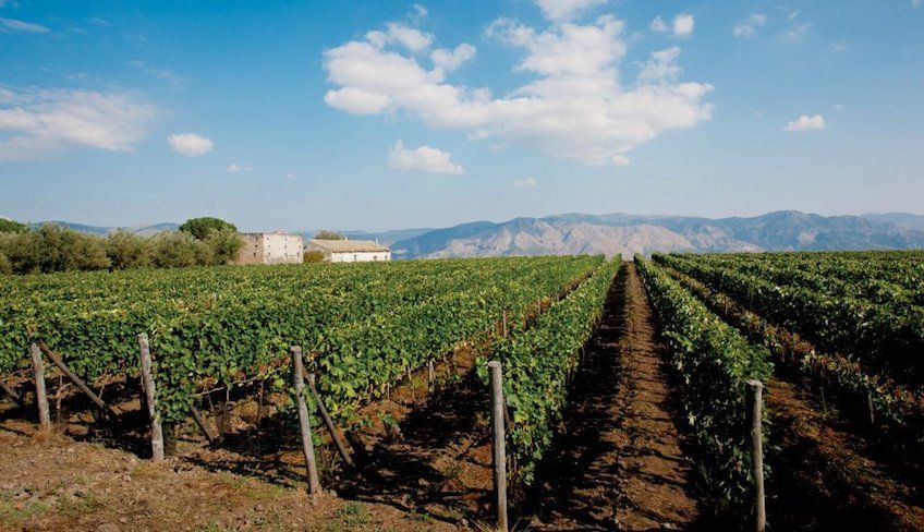 degustazione vini etna - mangiare sull'etna