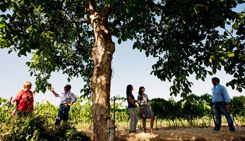 degustazione vini etna - aziende vinicole etna