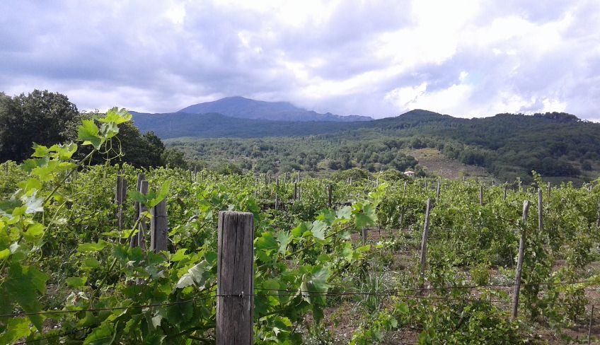 degustazione vini etna - aziende vinicole etna