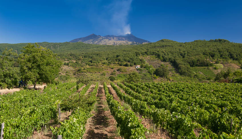 degustazione vini etna aziende vinicole etna cantina siciliana