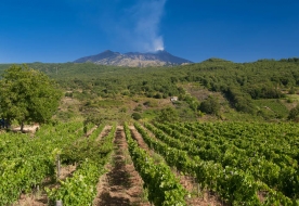 degustazione vini etna - aziende vinicole etna 