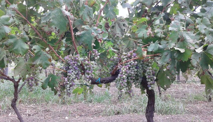 degustazione vini etna - aziende vinicole etna