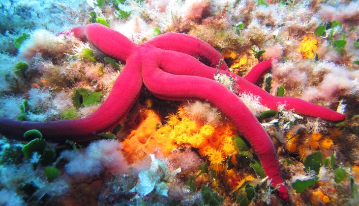 Snorkeling Taormina - Snorkeling Catania