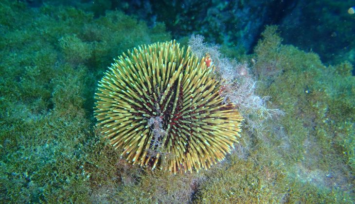 Snorkeling Taormina - Snorkeling Catania