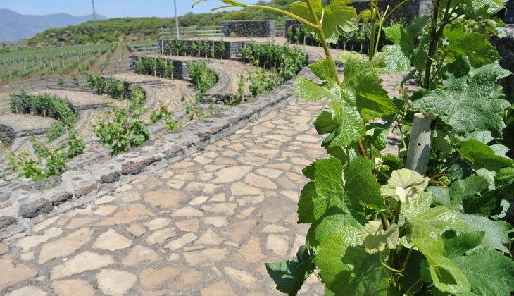 Cantine Etna - tour enogastronomici Sicilia