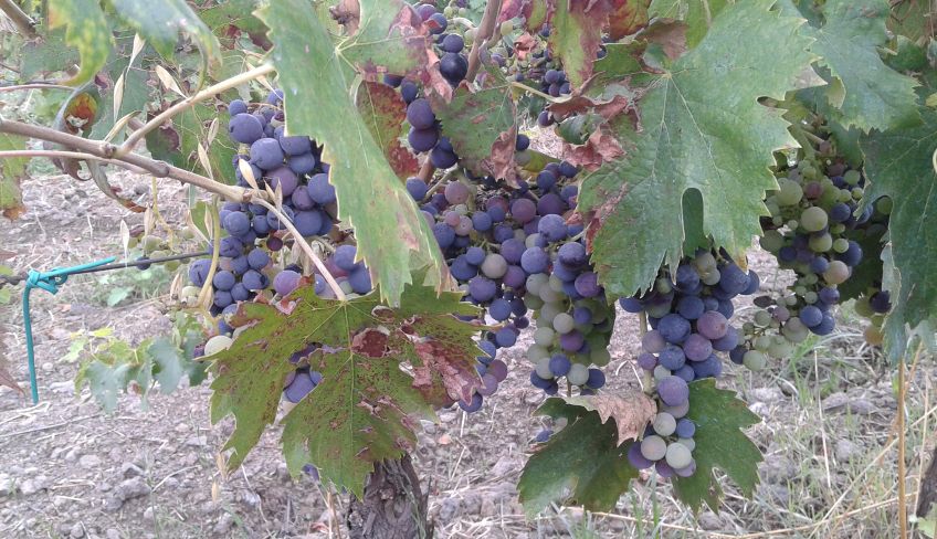 Cantine Etna - Cosa vedere sull'Etna