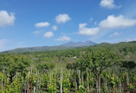 Cantine Etna Cosa vedere sull'Etna Cosa fare sull'Etna